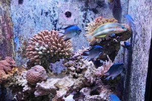 Aqaba Aquarium