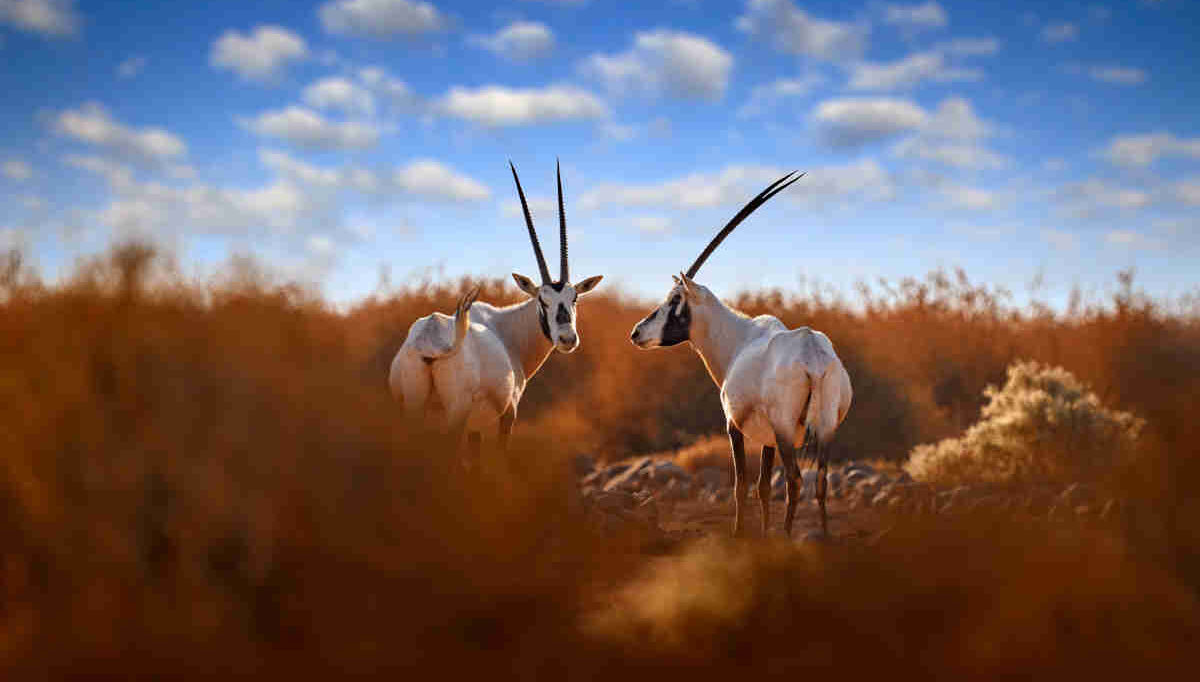 Home 15 Safáris na Jordânia